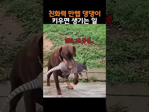 친화력 만렙 댕댕이 키우면 생기는 일 ㅋㅋ