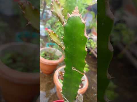 dragon fruit repotting ✨️ || #garden #terrace #trending #shorts #fyp #plants