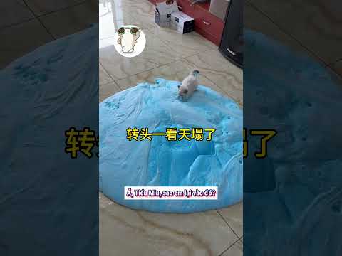 Hả sao Tiểu Miu lại chạy vào đó???  #haihuoc  #funny  #shorts