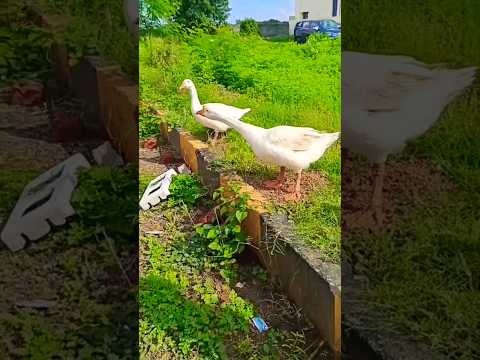 #amazing #extraordinary #swans#best pair#killer#lovely #