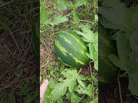 #amen #beach #floridacity #st #augustine #🍉 🍉 🍉 🍉 🍉 🍉 #therehuge!!!! @ACE