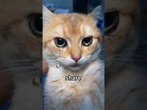 crying cat #funny