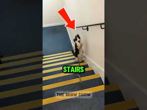 Dogs Hate Stairs 🐶#shorts