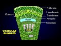 Plant Tissue Systems and Functions