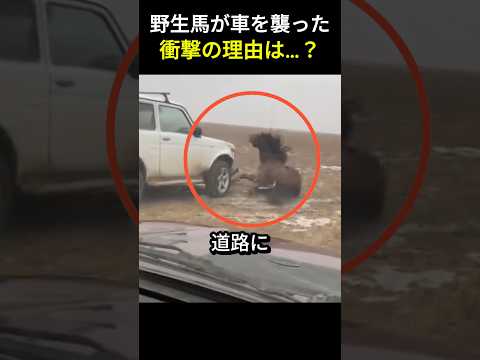 野生馬が車を襲った衝撃の理由は…？