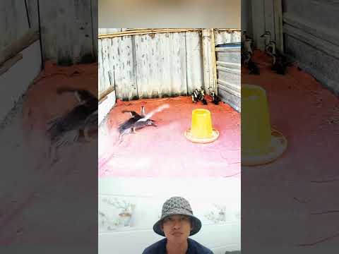 Surveillance cameras captured a kite flying into the ducks' habitat.#animals #shortvideo #short