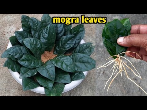 ဗီဒီယို။ အရွက်မှ mogra စိုက်ပျိုးနည်း