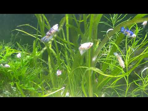my 60gal tall my 60gal in the living room with opaline gouramis, big red the rainbow fish, golden zebra loaches, a