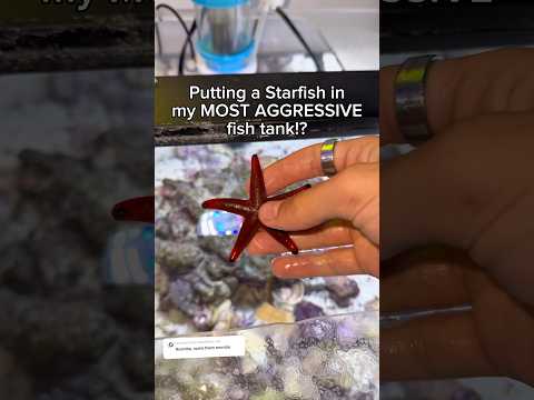 I put a STARFISH into an AGGRESSIVE tank!!