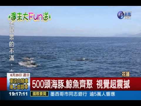 10年首見 花蓮外海300領航鯨現蹤 - YouTube(1分50秒)