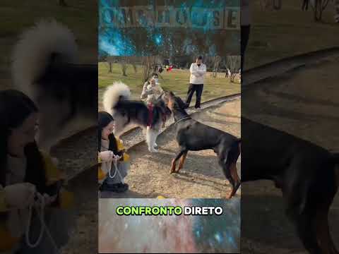 DOBERMAN DESAFIA HUSKY SIBERIANO