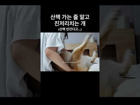 너 개가 맞긴 맞아?
