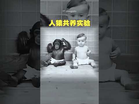 亲儿子与猩猩共养9个月，结局让人毛骨悚然！