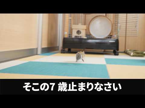 リスにマスカット奪われた