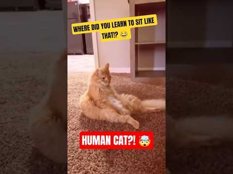 You Won't BELIEVE What These Cats Did Next! 🤯 (Hilarious!) #cat #cats #catfails