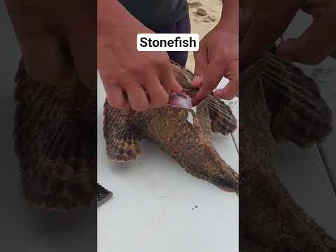 Stonefish শিকারি মাছ #vlogwithsohelvillagelifestyleinbangladeshbeautiful #motivation #seafood