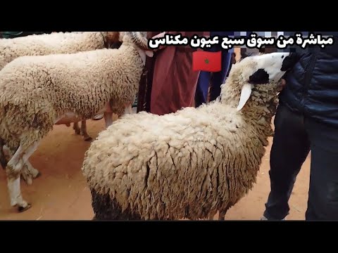 أثمنة الخروفات ديال العيد مباشرة من سوق سبع عيون مكناس 12/5/2024, الخير موجود