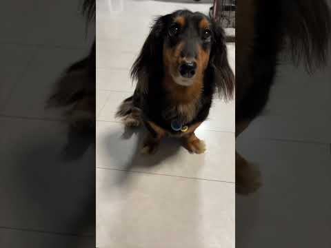 犬♡スクリ~ム! #shorts