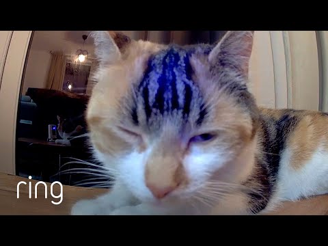 Watch This Cute Cat Dozing Off | RingTV