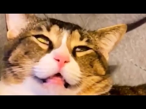 I THOUGHT MY CAD WAS DEAD! | FUNNY ANIMALS