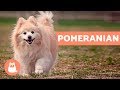 Pomeranian Breed Knowledge Assessment