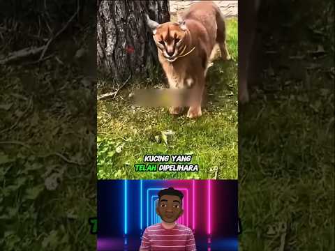 Gadis Ini Terpaksa Mengalah Demi Kucing Kesayangannya! #shorts #story #solex07