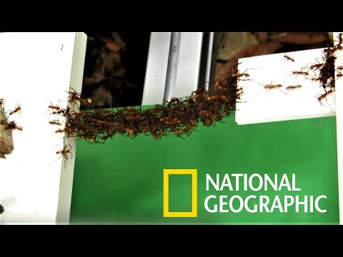 小蟻雄兵！看行軍蟻如何用身體建造橋樑《國家地理》雜誌 - YouTube(1分44秒)