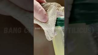 RACUN ULAR TERBANYAK||sampe muncrat