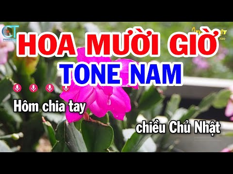 Karaoke Hoa Mười Giờ Tone Nam ( Em ) Nhạc Sống Tuấn Kiệt