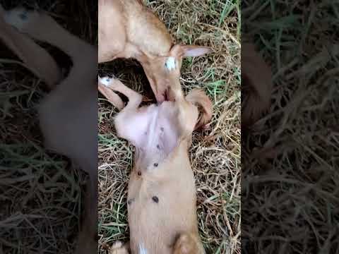#subscribe #like #viral #shorts #dog #dogs #dogshorts #doglife #youtubeshorts #animals #india #fyp