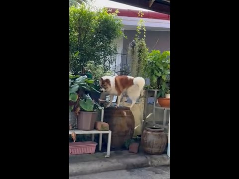 Watch Thai Pooch Beat The Heat In Adorable Video