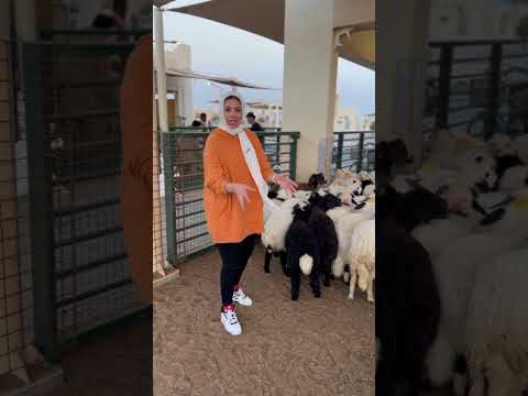 النعيمي أطيب أنواع اللحوم ?♥️