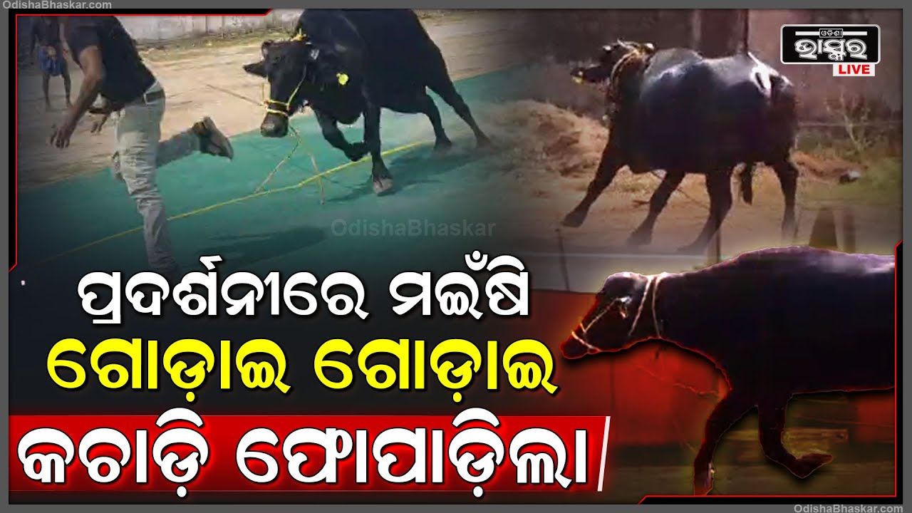 ପ୍ରଦର୍ଶନିକୁ ଆସି କାହାକୁ ଛାଡ଼ିଲା ନାହିଁ। ଜଣଙ୍କ ପରେ ଜଣେ ସମସ୍ତଙ୍କୁ କଚାଡ଼ି ଫୋପାଡ଼ିଲା ମଇଁଷି
