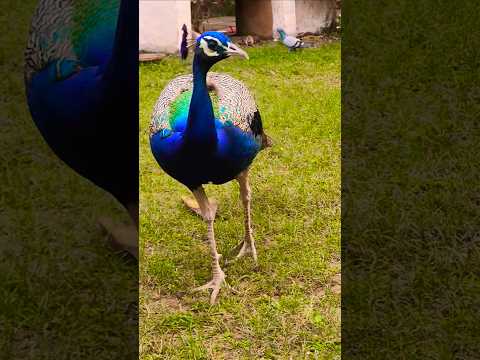 peacock 🦚 #peacock #naturesvoice #animals #birds #cute #birdcall #shorts