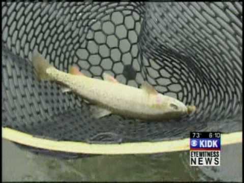 Fly Fishing Tips and The Love of the Hunt