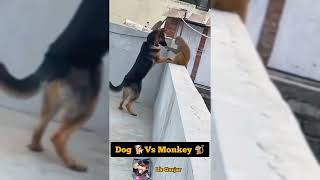 Monkey VS Dog Fight Part 2 🔥🔥🤣🤣