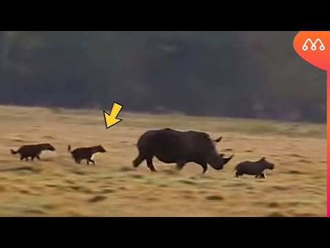 QUANDO AS HIENAS ATACAM O ANIMAL ERRADO