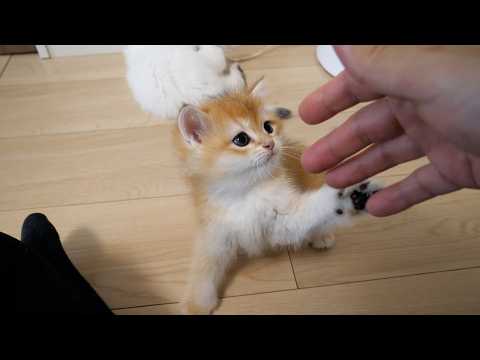 Cute kitten engrossed in playing hand games with its owner...