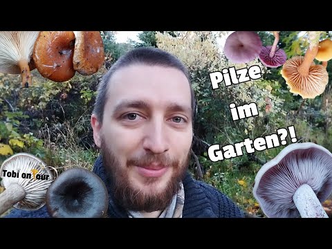 Pilze sammeln im eigenen Garten?! - Von super lecker bis tödlich giftig ist alles dabei! (#natur)