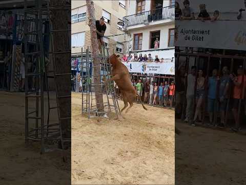 FLIPA CON LA VACA ORO PURO JAJA