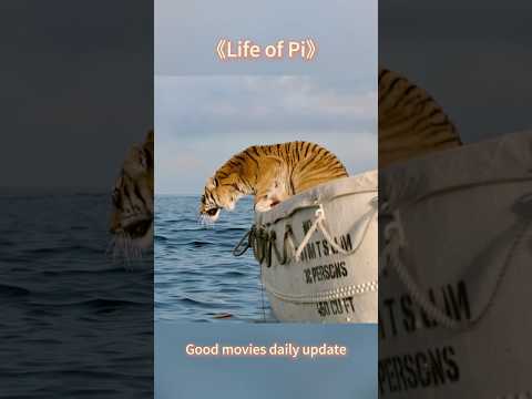 Young man and tigers #movie #filmcommentary #shorts #usa