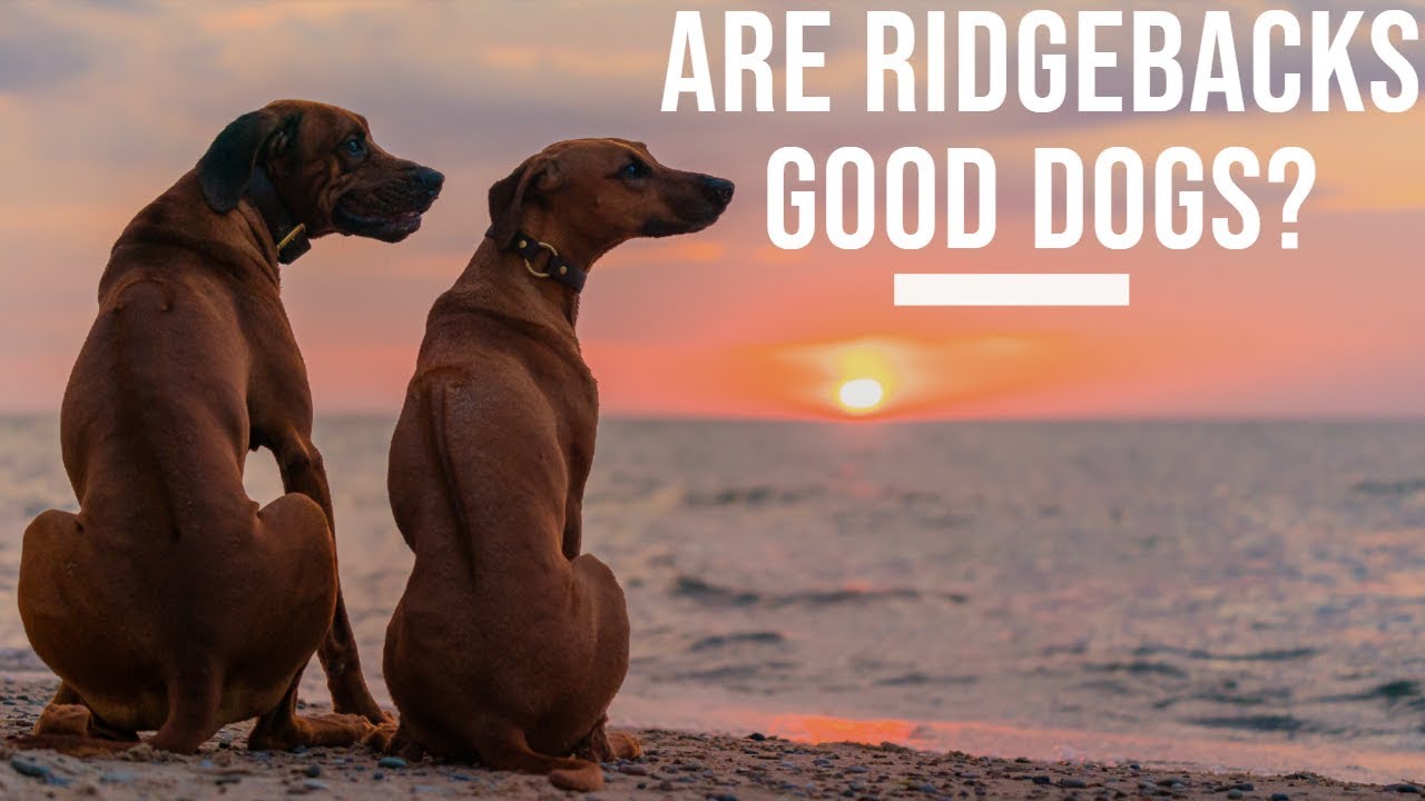 Everything You Need To Know About Getting A Rhodesian Ridgeback Video Thumbnail