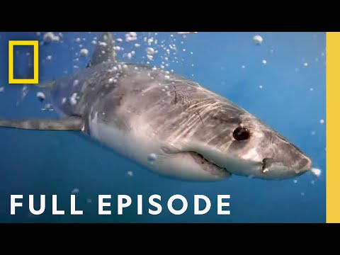 Camo Sharks (Full Episode) | National Geographic