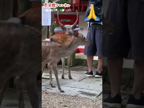 一言主大神様にお願いする間、決して邪魔しない神鹿さま ✨🦌⛩️ #naradeer #春日大社 #一言主神社 #奈良