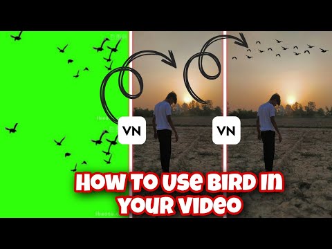 Bird png video || How to use bird in your video🐦 || bird green screen video how to use in your video