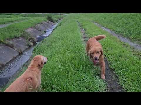 里山の夕暮れに親子とゴールデンレトリバーが添える心温まる風景 サムネイル