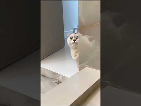 বিল্লুর রহস্য ফাঁস 😱😀#shorts #fypシ゚viral #fyp #cat