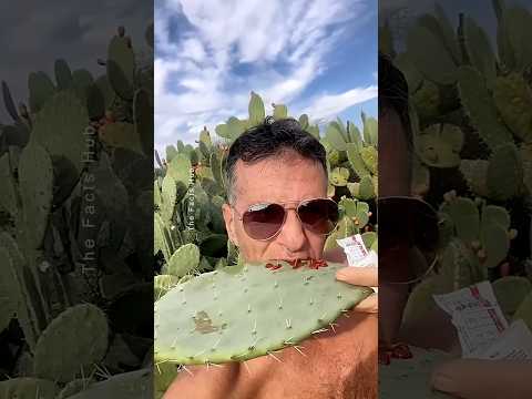 Discover the Secret Fruit Inside Cactus - Prickly Pear #plants #shorts #farming