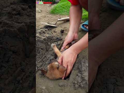 BiBoBen Shorts | Prank on puppy 😁