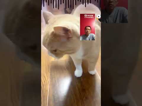 收藏十年的大猫皮,确实不一般#收藏 #鉴定